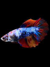Load image into Gallery viewer, TOP GRADE Female Halfmoon - Galaxy #1882 - Live Betta Fish
