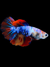 Load image into Gallery viewer, TOP GRADE Female Halfmoon - Galaxy #1882 - Live Betta Fish
