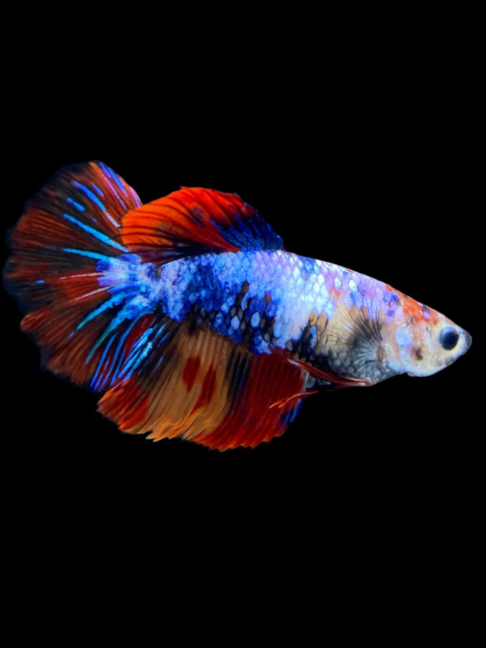 TOP GRADE Female Halfmoon - Galaxy #1882 - Live Betta Fish