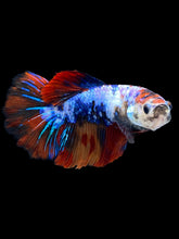 Load image into Gallery viewer, TOP GRADE Female Halfmoon - Galaxy #1882 - Live Betta Fish
