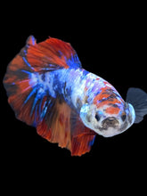 Load image into Gallery viewer, TOP GRADE Female Halfmoon - Galaxy #1882 - Live Betta Fish
