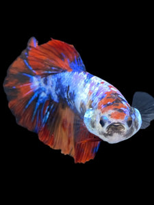 TOP GRADE Female Halfmoon - Galaxy #1882 - Live Betta Fish