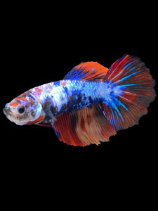 TOP GRADE Female Halfmoon - Galaxy #1882 - Live Betta Fish