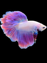 Load image into Gallery viewer, Male Rosetail - Purple #1883 - Live Betta Fish
