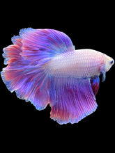 Load image into Gallery viewer, Male Rosetail - Purple #1883 - Live Betta Fish
