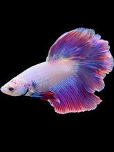 Load image into Gallery viewer, Male Rosetail - Purple #1883 - Live Betta Fish
