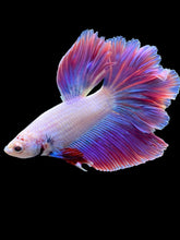 Load image into Gallery viewer, Male Rosetail - Purple #1883 - Live Betta Fish
