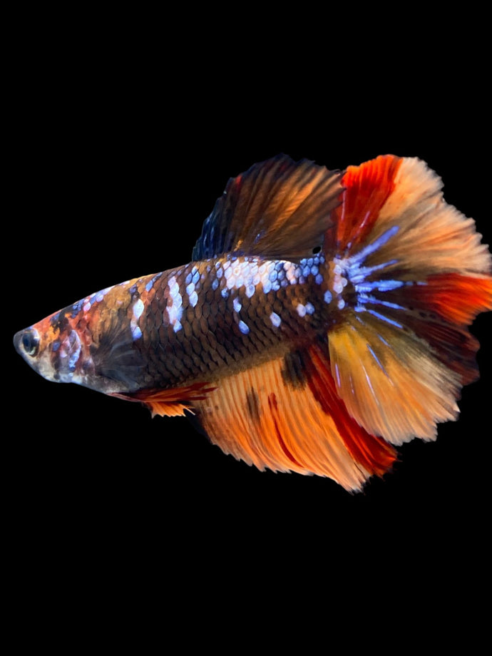 TOP GRADE Female Halfmoon - Galaxy #1884 - Live Betta Fish