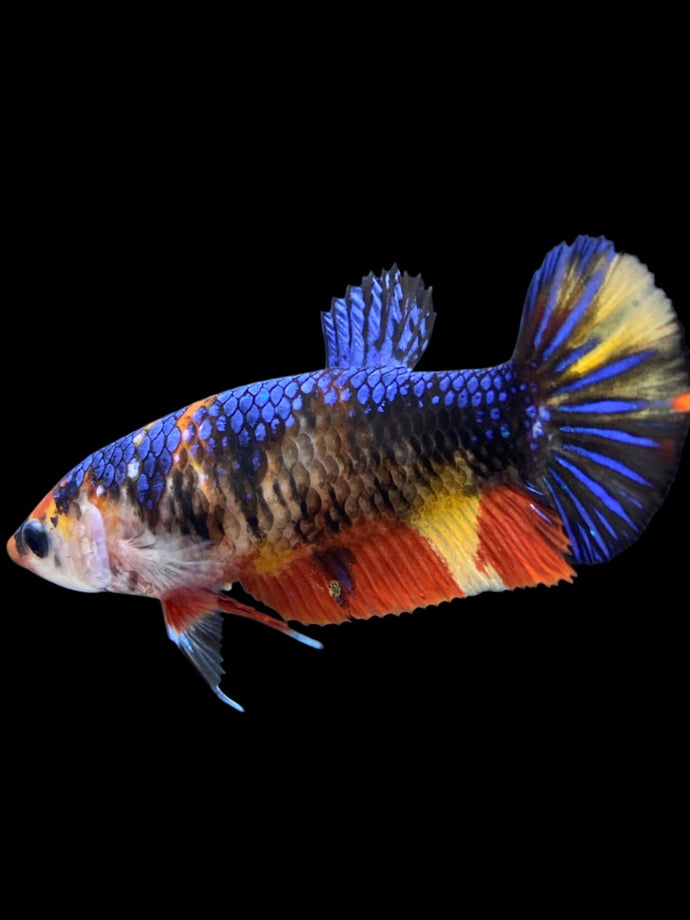 Female Halfmoon Plakat - Galaxy #1885 - Live Betta Fish