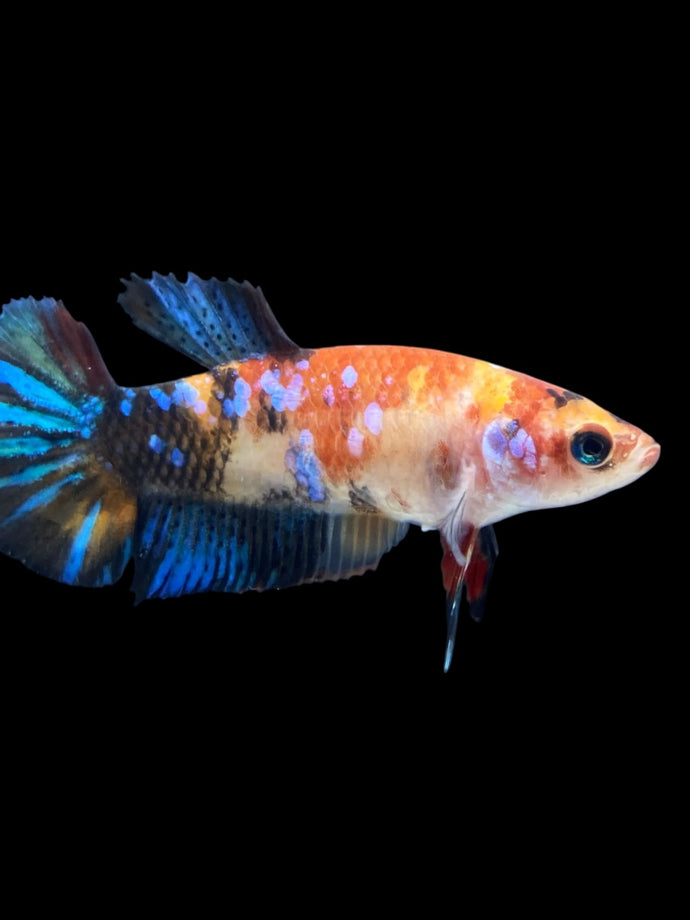 Female Halfmoon Plakat - Galaxy #1887 - Live Betta Fish