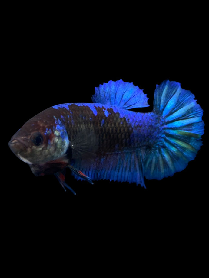 Female Halfmoon Plakat - Blue Black #1888 - Live Betta Fish