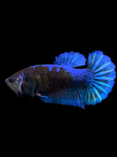Load image into Gallery viewer, Female Halfmoon Plakat - Blue Black #1888 - Live Betta Fish
