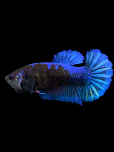 Female Halfmoon Plakat - Blue Black #1888 - Live Betta Fish