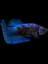 Load image into Gallery viewer, Female Halfmoon Plakat - Blue Black #1888 - Live Betta Fish
