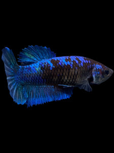 Female Halfmoon Plakat - Blue Black #1888 - Live Betta Fish