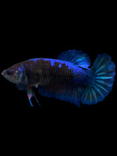 Load image into Gallery viewer, Female Halfmoon Plakat - Blue Black #1888 - Live Betta Fish
