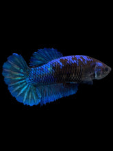 Load image into Gallery viewer, Female Halfmoon Plakat - Blue Black #1888 - Live Betta Fish
