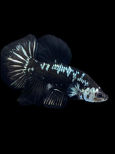 Load image into Gallery viewer, Male Halfmoon Plakat - Black Samurai #1889 - Live Betta Fish
