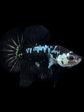 Load image into Gallery viewer, Male Halfmoon Plakat - Black Samurai #1889 - Live Betta Fish
