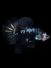 Load image into Gallery viewer, Male Halfmoon Plakat - Black Samurai #1889 - Live Betta Fish
