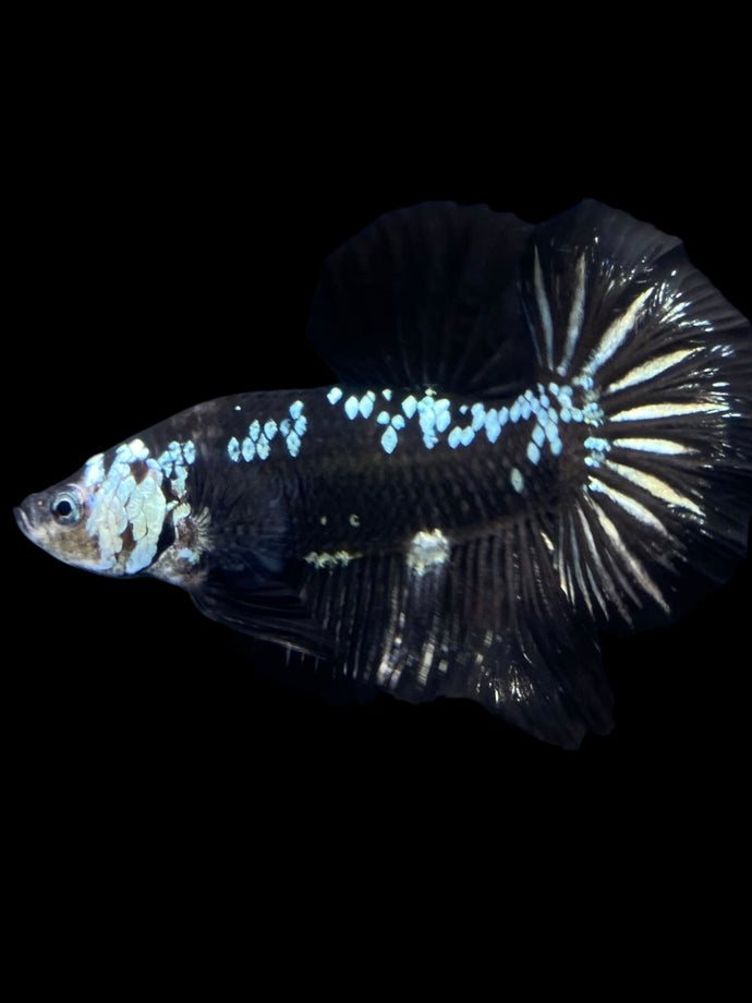 Male Halfmoon Plakat - Black Samurai #1889 - Live Betta Fish