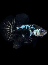 Load image into Gallery viewer, Male Halfmoon Plakat - Black Samurai #1889 - Live Betta Fish
