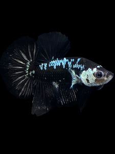 Male Halfmoon Plakat - Black Samurai #1889 - Live Betta Fish