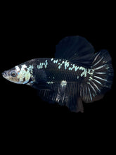 Load image into Gallery viewer, Male Halfmoon Plakat - Black Samurai #1889 - Live Betta Fish
