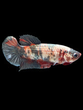 Load image into Gallery viewer, Female Halfmoon Plakat - Koi Copper #188 - Live Betta Fish
