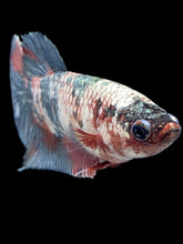 Load image into Gallery viewer, Female Halfmoon Plakat - Koi Copper #188 - Live Betta Fish
