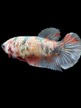 Load image into Gallery viewer, Female Halfmoon Plakat - Koi Copper #188 - Live Betta Fish
