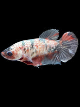 Load image into Gallery viewer, Female Halfmoon Plakat - Koi Copper #188 - Live Betta Fish

