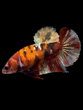 Load image into Gallery viewer, Female Halfmoon Plakat - Koi Copper #1890 - Live Betta Fish
