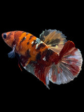 Load image into Gallery viewer, Female Halfmoon Plakat - Koi Copper #1890 - Live Betta Fish
