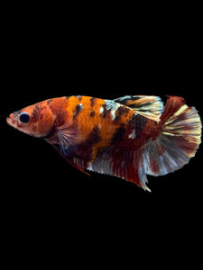 Female Halfmoon Plakat - Koi Copper #1890 - Live Betta Fish