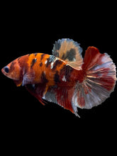 Load image into Gallery viewer, Female Halfmoon Plakat - Koi Copper #1890 - Live Betta Fish
