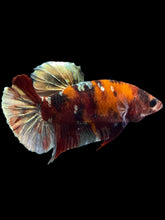 Load image into Gallery viewer, Female Halfmoon Plakat - Koi Copper #1890 - Live Betta Fish
