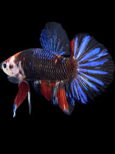 Load image into Gallery viewer, GIANT Male Halfmoon Plakat - Fancy Blue #1890 - Live Betta Fish
