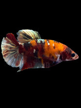 Load image into Gallery viewer, Female Halfmoon Plakat - Koi Copper #1890 - Live Betta Fish
