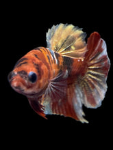 Load image into Gallery viewer, Female Halfmoon Plakat - Koi Copper #1890 - Live Betta Fish

