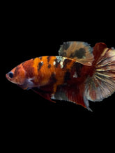 Load image into Gallery viewer, Female Halfmoon Plakat - Koi Copper #1890 - Live Betta Fish
