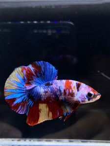 Male Halfmoon Plakat - Multicolor #1891 - Live Betta Fish