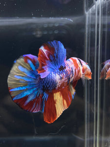 Male Halfmoon Plakat - Multicolor #1891 - Live Betta Fish