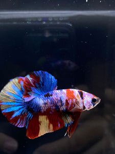 Male Halfmoon Plakat - Multicolor #1891 - Live Betta Fish