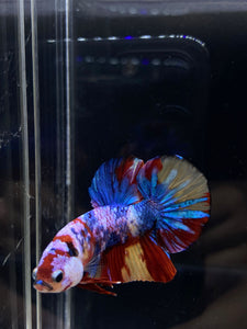 Male Halfmoon Plakat - Multicolor #1891 - Live Betta Fish