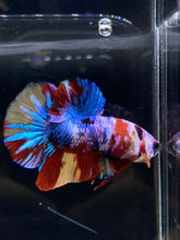 Load image into Gallery viewer, Male Halfmoon Plakat - Multicolor #1891 - Live Betta Fish
