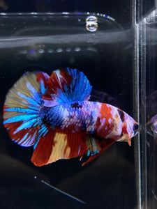 Male Halfmoon Plakat - Multicolor #1891 - Live Betta Fish