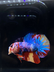 Male Halfmoon Plakat - Multicolor #1891 - Live Betta Fish