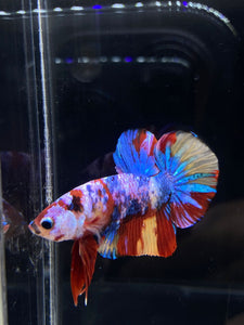 Male Halfmoon Plakat - Multicolor #1891 - Live Betta Fish