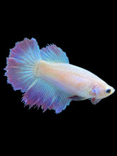 Load image into Gallery viewer, TOP GRADE Female Rosetail - Pastel Pink/Purple #1892 - Live Betta Fish
